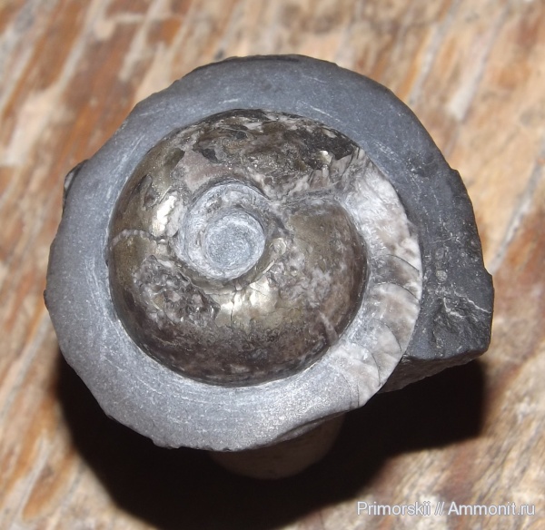 триас, Ceratitida, Приморский край, цератиты, Prosphingitoides ovalis, Prosphingitoides, Triassic