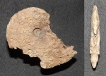 Monneticeras sp. nov.