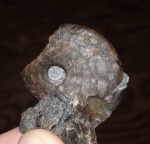 Arctoceras septentrionale (Diener)