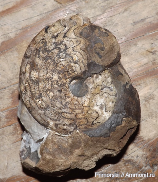 триас, Ceratitida, Приморский край, цератиты, Arctoceras septentrionale, Arctoceras, Triassic