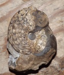 Arctoceras septentrionale (Diener)
