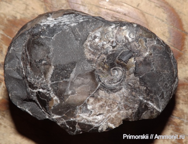 триас, Ceratitida, Приморский край, цератиты, Triassic, Vercherites, Vercherites subcristatum