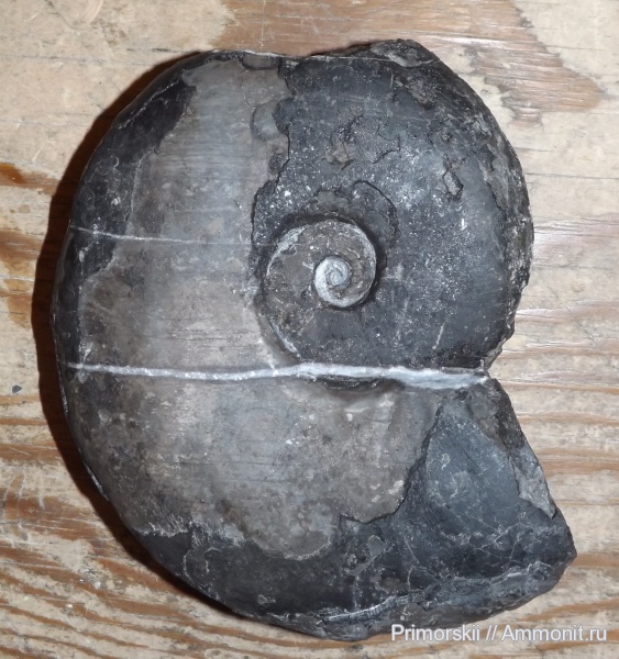 триас, Ceratitida, Приморский край, цератиты, Arctoceras septentrionale, Arctoceras, Triassic