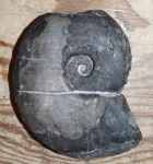 Arctoceras septentrionale (Diener)