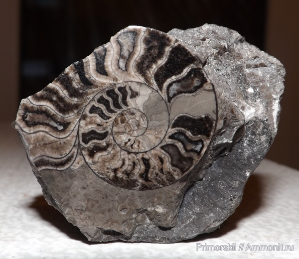 триас, Ceratitida, Приморский край, цератиты, Triassic, Vercherites, Vercherites subcristatum