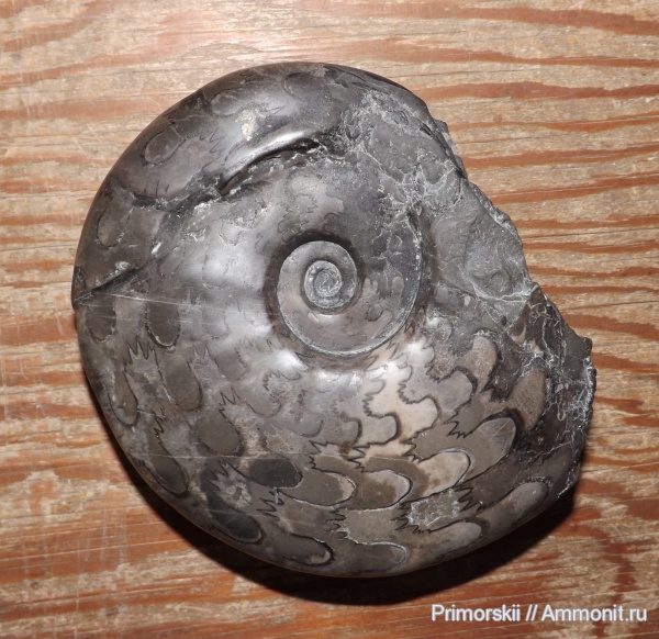 триас, Ceratitida, Приморский край, цератиты, Arctoceras septentrionale, Arctoceras, Triassic