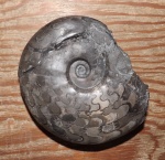Arctoceras septentrionale (Diener)