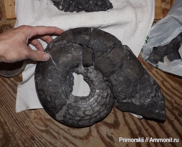 триас, Ceratitida, Приморский край, цератиты, Churkites, Triassic