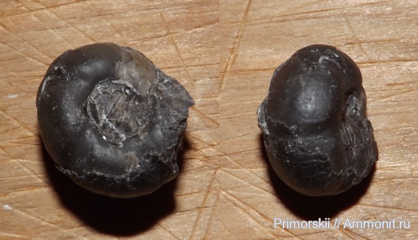 триас, Ceratitida, Приморский край, цератиты, Prosphingitoides, Triassic