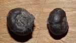Prosphingitoides sp.