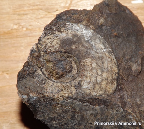 триас, Ceratitida, Приморский край, цератиты, Anaxenaspis, Triassic