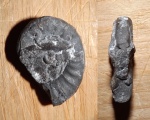 Dieneroceras sp.
