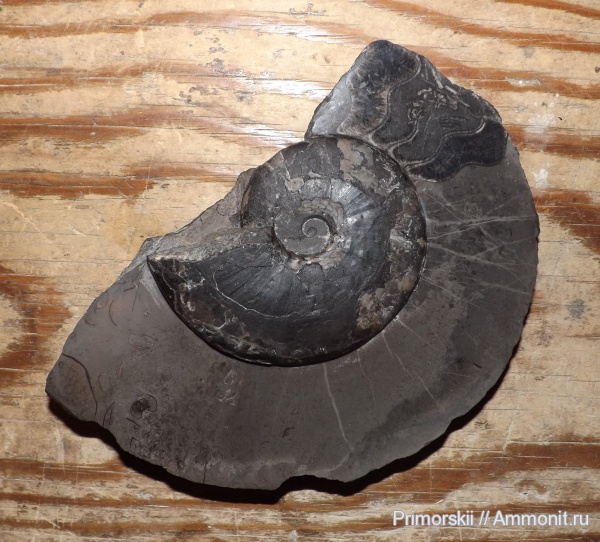 триас, Ceratitida, Приморский край, цератиты, Arctoceras septentrionale, Arctoceras, Triassic