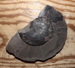 Arctoceras septentrionale (Diener)
