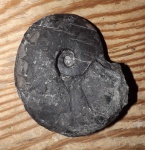 Arctoceras septentrionale (Diener)