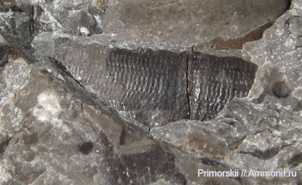 триас, головоногие моллюски, Приморский край, Triassic