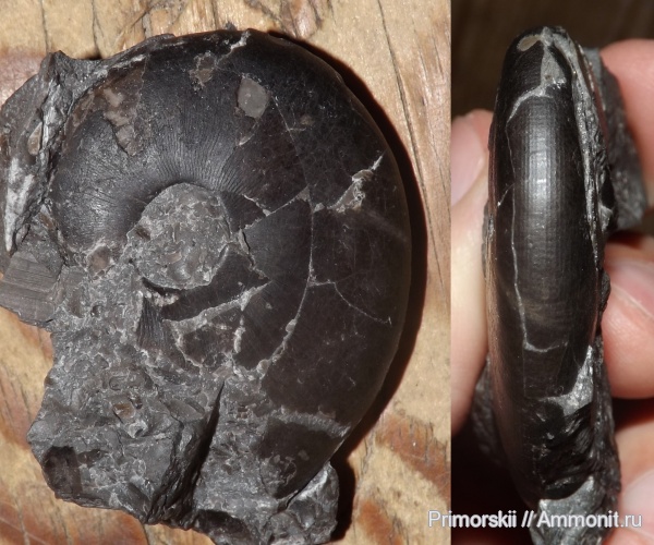 триас, Ceratitida, Приморский край, цератиты, Arctoceras, Triassic