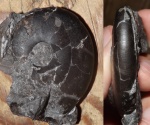 Arctoceras