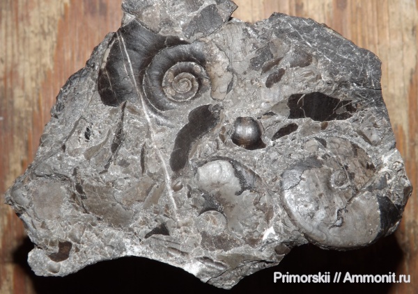 триас, Ceratitida, Приморский край, цератиты, Dieneroceras, Prosphingitoides, Triassic, Vercherites, Vercherites subcristatum
