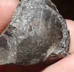 Ussuria sp.