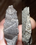 Dieneroceras sp.