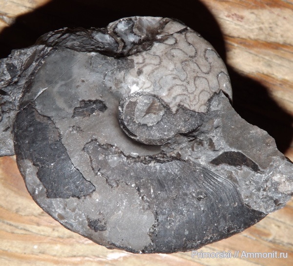 триас, Ceratitida, Приморский край, цератиты, Triassic, Vercherites, Vercherites subcristatum
