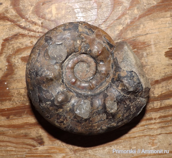 триас, Ceratitida, Приморский край, цератиты, Olenekoceras, Triassic