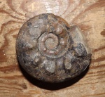 Olenekoceras tebenkovi (Zharnikova)