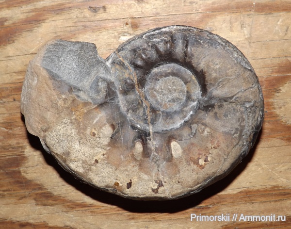 триас, Ceratitida, Приморский край, цератиты, Olenekoceras, Triassic