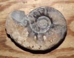 Olenekoceras tebenkovi (Zharnikova)