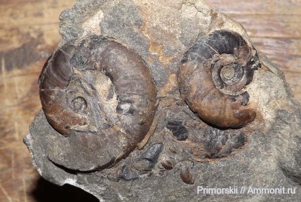 триас, Ceratitida, Приморский край, цератиты, Columbites, Triassic