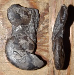 Vercherites subcristatum Kiparisova & Arctoceras septentrionale (Diener)