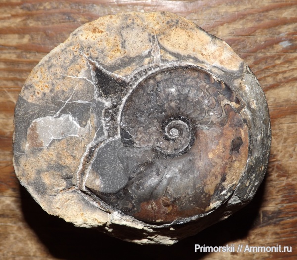 триас, Ceratitida, Приморский край, цератиты, Triassic, Vercherites, Vercherites subcristatum