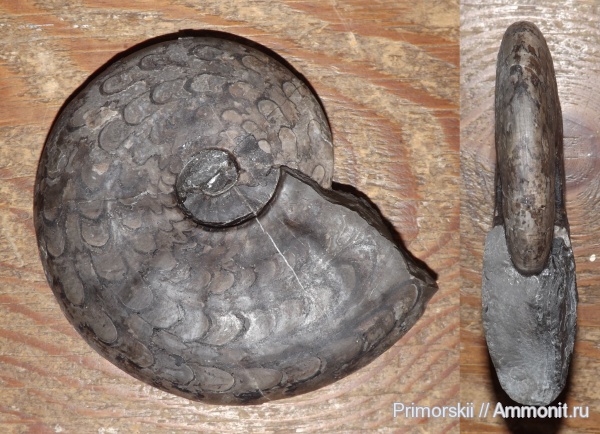 триас, Ceratitida, Приморский край, цератиты, Arctoceras septentrionale, Arctoceras, Triassic