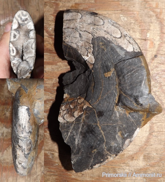 триас, Ceratitida, Приморский край, цератиты, Triassic