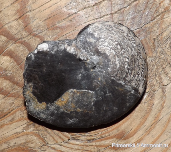 триас, Prolecanitida, Приморский край, Triassic