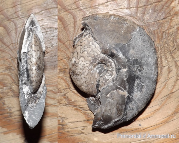 триас, Ceratitida, Приморский край, цератиты, Triassic, Owenites, Owenites koeneni