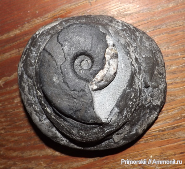 триас, Ceratitida, Приморский край, цератиты, Triassic, Vercherites, Vercherites subcristatum