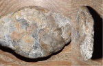 Prionites sp.