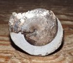 Cordillerites aff. concinnus Kiparisova