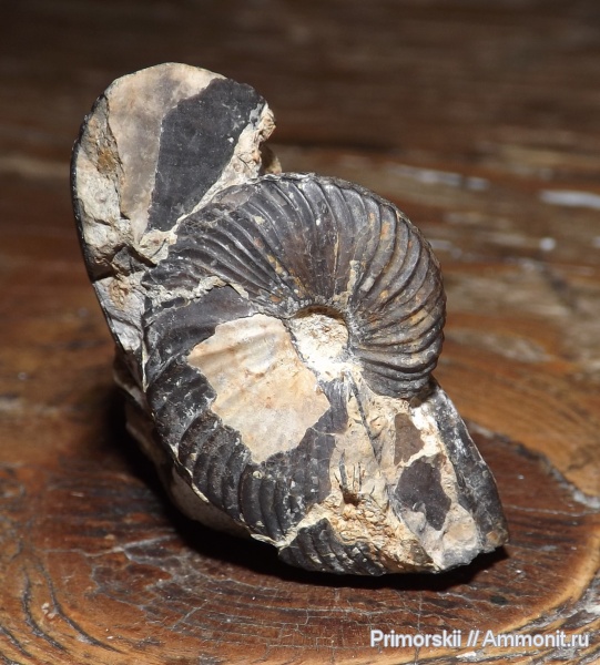 триас, Ceratitida, Приморский край, цератиты, Anasibirites, Anasibirites simanenkoi, Triassic