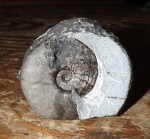 Vercherites subcristatum (Kipar.)