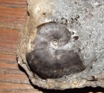 Arctoceras? sp.