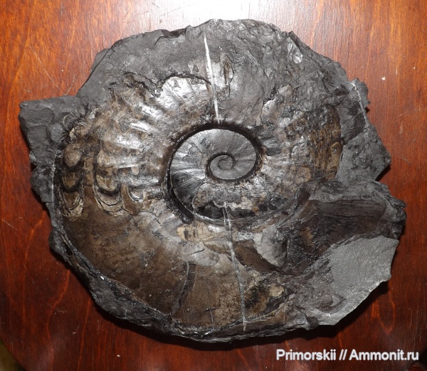 триас, Ceratitida, Приморский край, цератиты, Arctoceras, Triassic, arctoceras subhydaspis