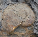 Euflemingites prynadai (Kipar.)