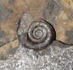 Dieneroceras sp.