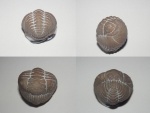 Pliomera fischeri