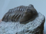 Asaphus kotlukovi Balashova