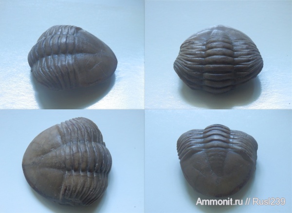 трилобиты, ордовик, р. Волхов, Россия, Asaphus, палеозой, членистоногие, беспозвоночные, Ленинградская область, Ordovician
