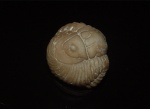 Pliomera fischeri